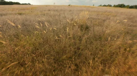 Corn Field Walk Video stock 545999