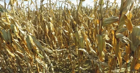 Corn field walk through Stock Footage 119237262