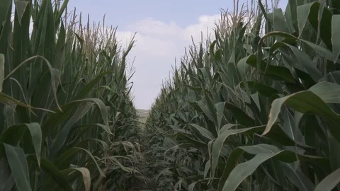 Corn field walk through with gimbal Video stock 113571771