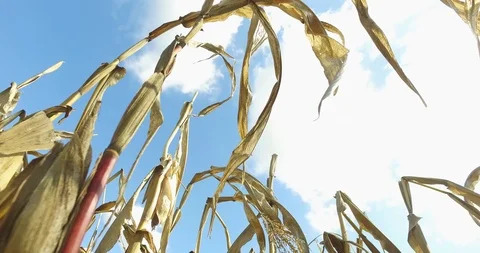 Corn field walk through up view Stock Footage 119237193
