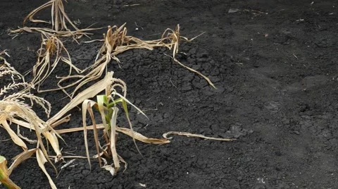 Corn field was damaged by drought. Stock Footage 62374934