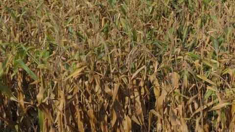 Corn field was damaged by drought Video stock 83942683