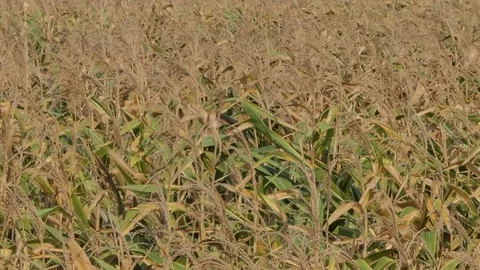 Corn field was damaged by drought. Stock-Footage 83942748
