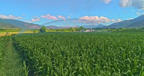 Corn field watered by a rotating hydrant. Aerial view. Video stock 206675149