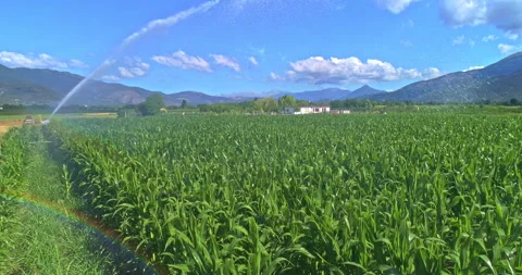 Corn field watered by a rotating hydrant. Aerial view. Stock Footage 206676906