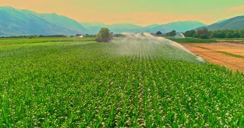Corn field watered by a rotating hydrant. Aerial view. Stock Footage 206678820