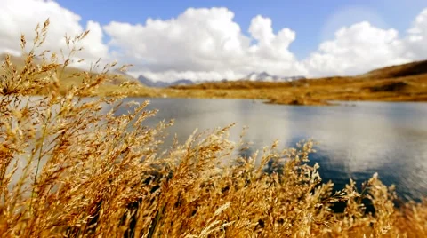 Corn field waving in wing breeze. lake mountain panorama view Stock Footage 64541293