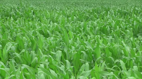 Corn Field in Western Canada Stock Footage 795918