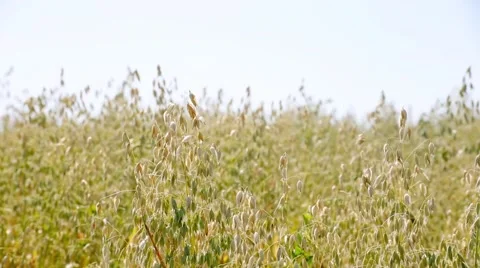 Corn field/ Wheat and blue sky Stock Footage 66437998