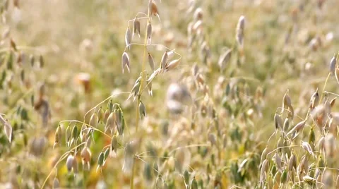 Corn field/ Wheat and blue sky Stock Footage 66438004
