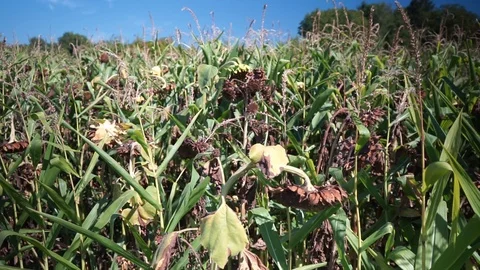 Corn field where also sunflowers grow Stock Footage 115477693