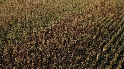 Corn. The field in which the corn grows. Aerial view. Video stock 165649652