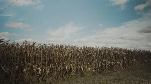 Corn Field Wide Stock Footage 252384158