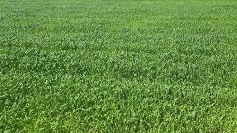 Corn field. A wide shot of a grassy field bathed in bright sunlight. The vibrant Stock Footage 278156251