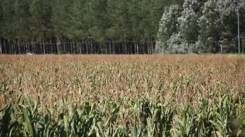 Corn field wind and trees Stock Footage 47992959