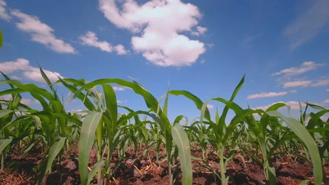 Corn field with wind blowing in agricultural Stock Footage 134365324