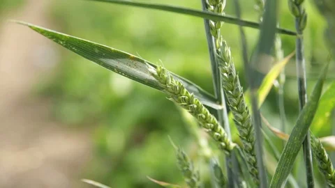 Corn in a field - wind blowing Stock Footage 79546003
