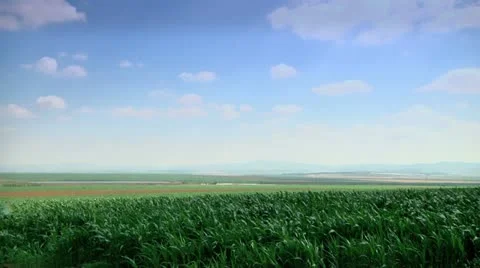 Corn Field in the Wind Stock Footage 10966958