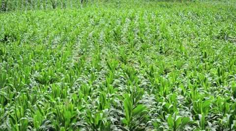 Corn field in the wind Stock Footage 41161976