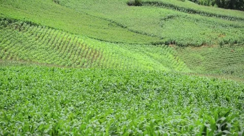 Corn field in the wind Stock Footage 41162464