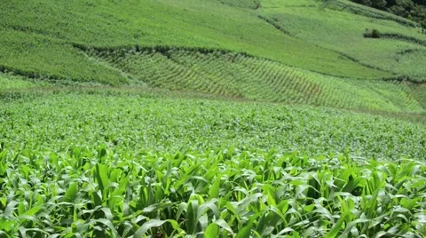 Corn field in the wind Stock Footage 41163065