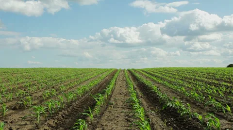 Corn field at wind on sunny spring day Stock Footage 35976912