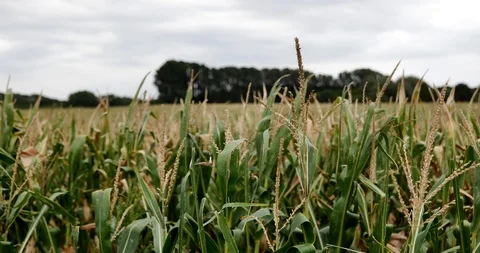 Corn field on windy day. Stock Footage 115800148