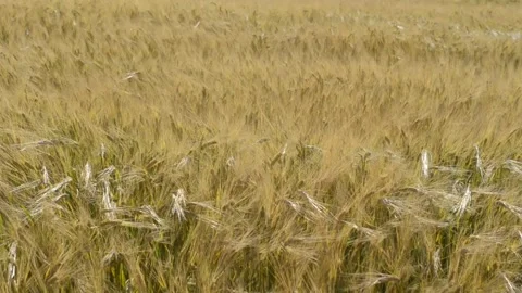 Corn field windy day Stock Footage 134587802