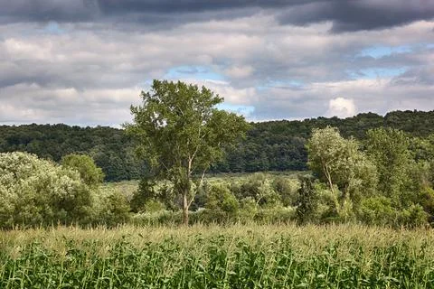 Corn field on a windy day Stock Photos