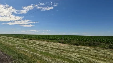A corn field on a windy day in Wilson County Texas Stock Footage 271218972