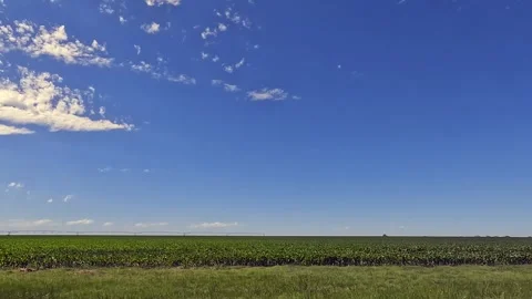 A corn field on a windy day with young corn plants in Wilson County Texas n.. Stock Footage 271218973