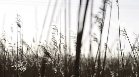 Corn field. Windy. Stock Footage 40953827