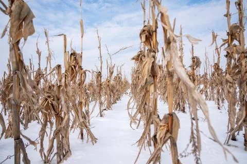 Corn field in the winter. Stock Photos