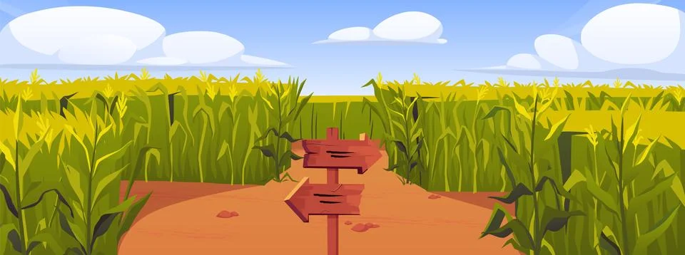 Corn field with wooden road pointers and high green maize plant stems, vector Stock Illustration