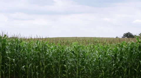 Corn Field WS 動画素材 41408929