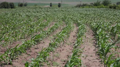 Corn field, young cereal plants, green stalks in the wind, organic agriculture Stock Footage 39498700