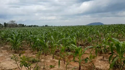 A Corn Field with Young Corn  co Stock Footage 116624675