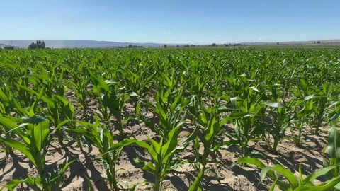 Corn field. Young Corn sprouts in the field. Maize plant and sweet corn. Harvest Stock Footage 280825078