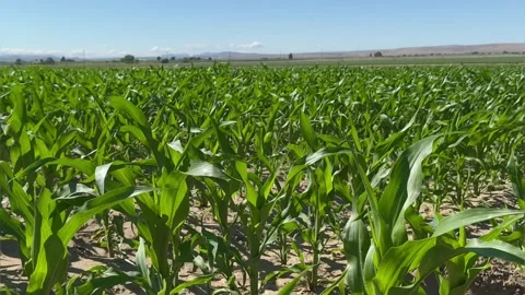 Corn field. Young Corn sprouts in the field. Maize plant and sweet corn sway in Stock Footage 282748633