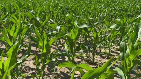 Corn field. Young Corn sprouts in the field. Maize plant and sweet corn. Harvest Stock Footage 282748657
