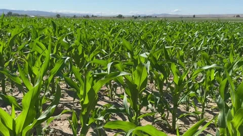 Corn field. Young Corn sprouts in the field. Maize plant and sweet corn. Harvest Stock Footage 283971937