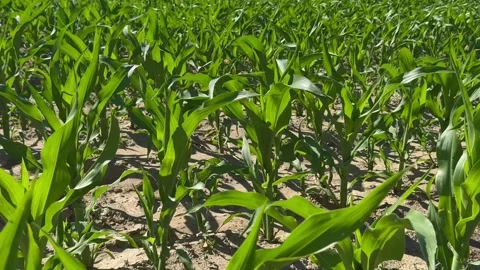 Corn field. Young Corn sprouts in the field. Maize plant and sweet corn. Harvest Stock Footage 285214186
