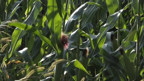 Corn field with zoom in Stock-Footage 116502149