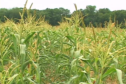 Corn Field_1 Video stock 80927