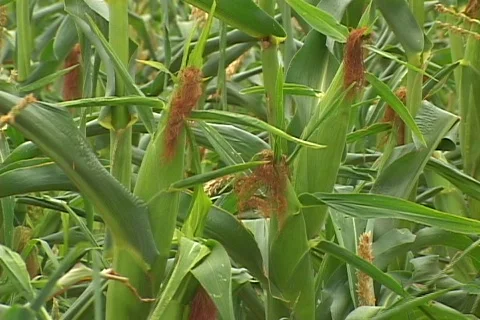  Corn Field_2 Vídeos de archivo 80931