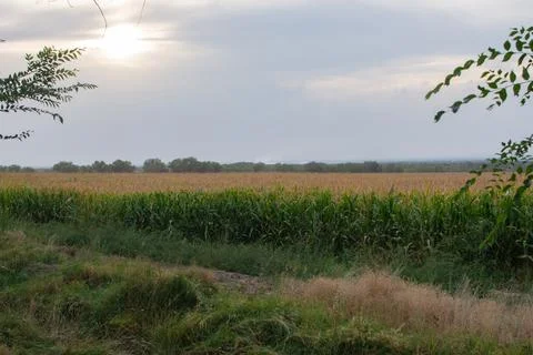 Corn fieldagainst the sky and trees Stock Photos
