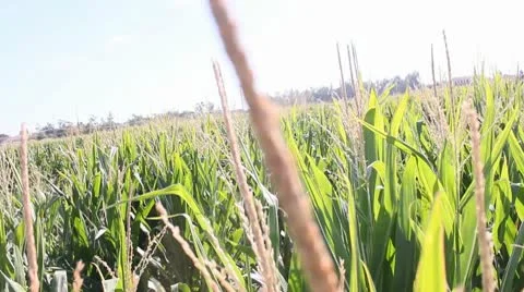 Corn Field.mp4 Stock Footage 9165957