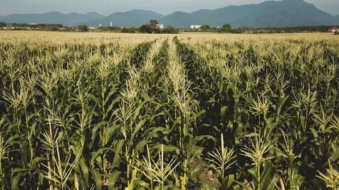 Corn fields aerial shot with drone Stock Footage 111578588
