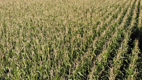 Corn fields aerial view Stock Footage 95804902