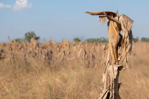 Corn fields afrer harvest in sunset sky Stock Photos